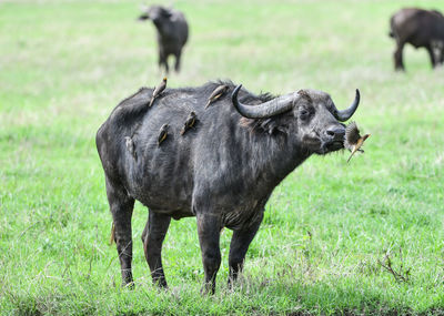 Buffalo with birds on grassy land