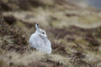 A mountain hare