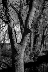 Bare trees against the sky