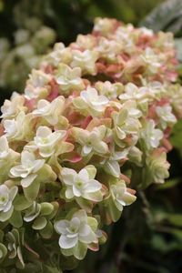 Close-up of flowers blooming outdoors