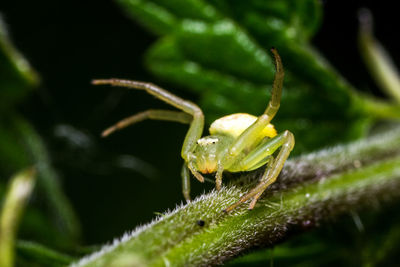 Close-up of insect on plant