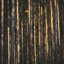 Pine trees in forest