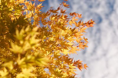 Low angle view of yellow plant against sky