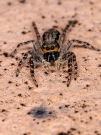 Close-up of spider on sand