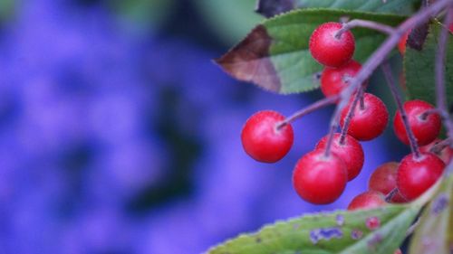 Close-up of red berries growing on tree