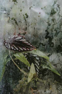 Close-up of plants seen through glass