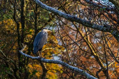 A grey heron pearched in a tree on an autumn day