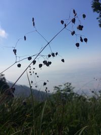 Close-up of plants growing on field against sky