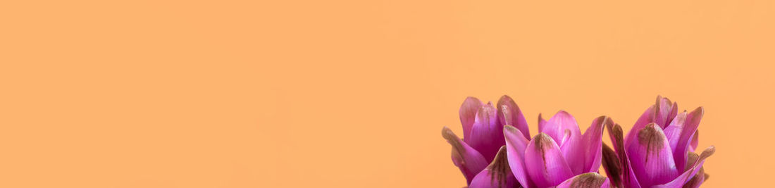 Close-up of purple flower against orange background