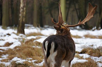 Deer in forest during winter