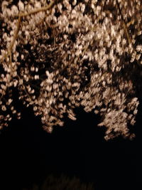 Close-up of flowers on tree at night