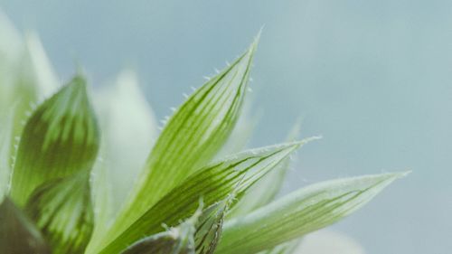 Close-up of leaves