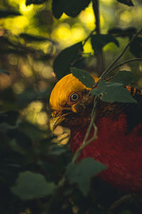 Close-up of a bird