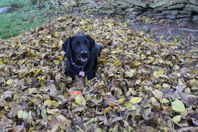 Portrait of black dog