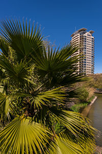 palm tree