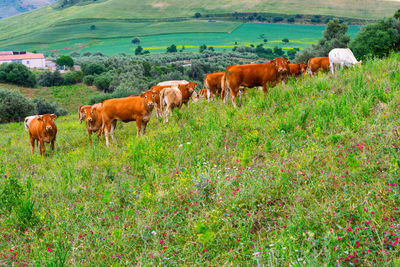 Cows on field