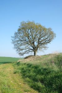 Tree on field against clear sky