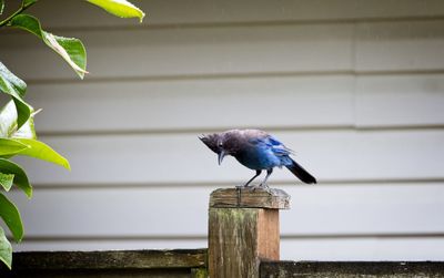 Close-up of bird perching on wooden post