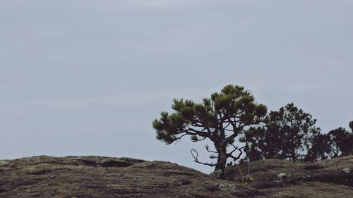 Tree on mountain against sky