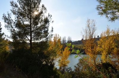 Trees in park