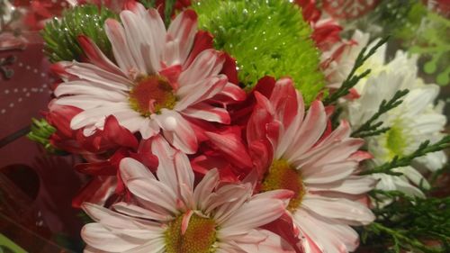 Close-up of red flowers blooming outdoors