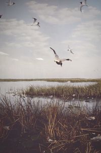 Seagull flying over sea