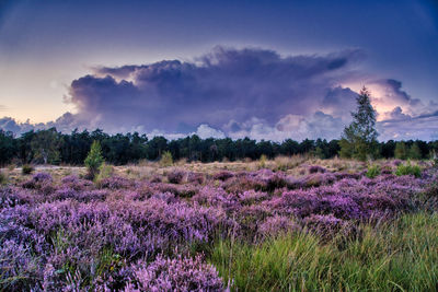 Purple flowering plants on field against sky