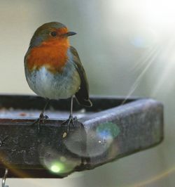 Close-up of bird perching on water