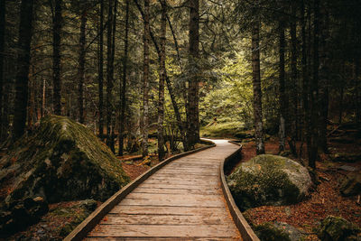 Footpath amidst trees in forest