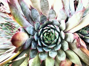 Full frame shot of succulent plant