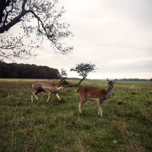 Horses in a field