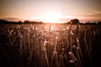 Close-up of plants on field against sky during sunset