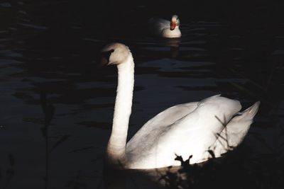 Swan swimming in lake