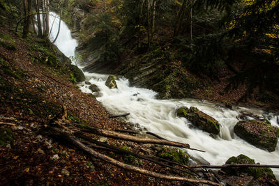 Scenic view of waterfall in forest