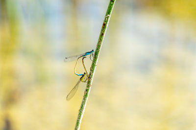 Close-up of a grasshopper