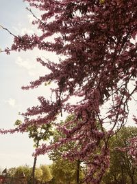 Low angle view of cherry tree against sky