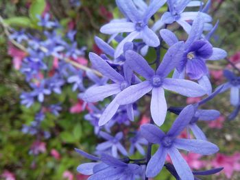 Close-up of purple flowers