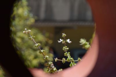 Close-up of plant against blurred background