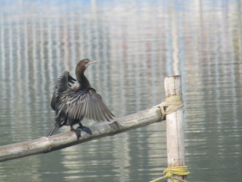 Birds perching on wooden post in lake