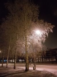 Trees against sky at night