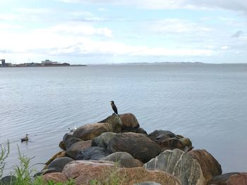 Bird perching on rock by lake against sky
