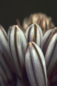 Close-up of flowers