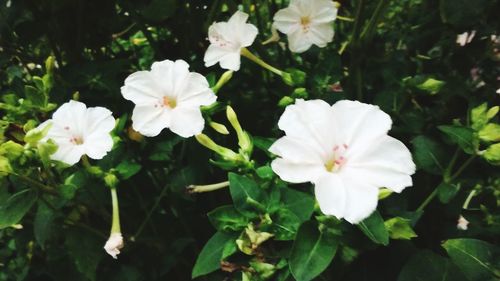 Close-up of white flowers