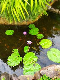 High angle view of water lily in lake