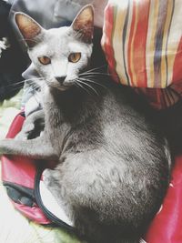 Close-up portrait of cat