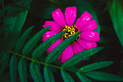 Close-up of pink flower