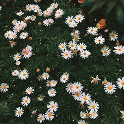 Close-up of white daisy flowers