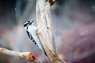 Close-up of bird perching on tree