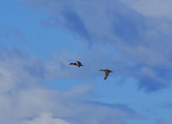 Low angle view of birds flying in sky