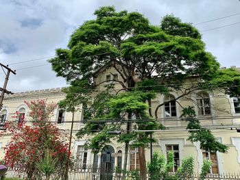 Low angle view of trees and building against sky